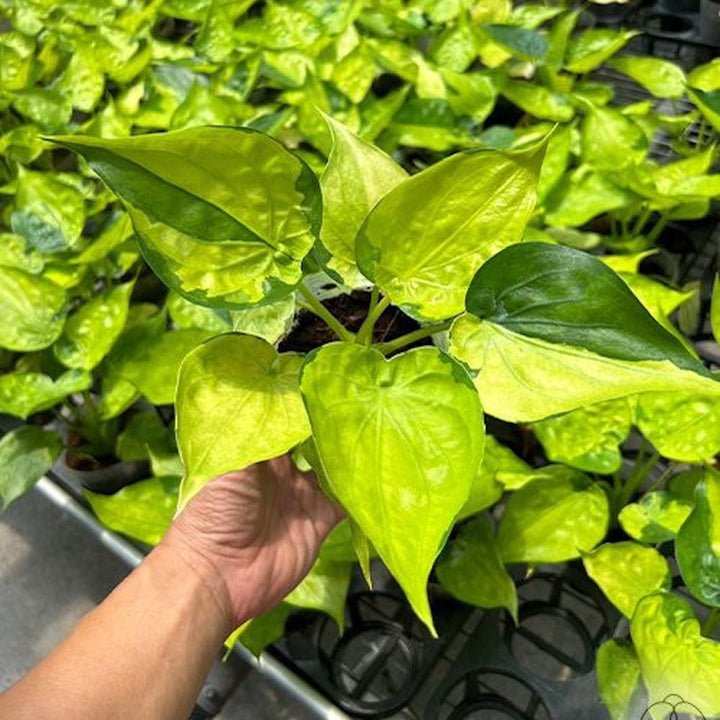 Alocasia cucullata 'Banana Split' (Variegata)