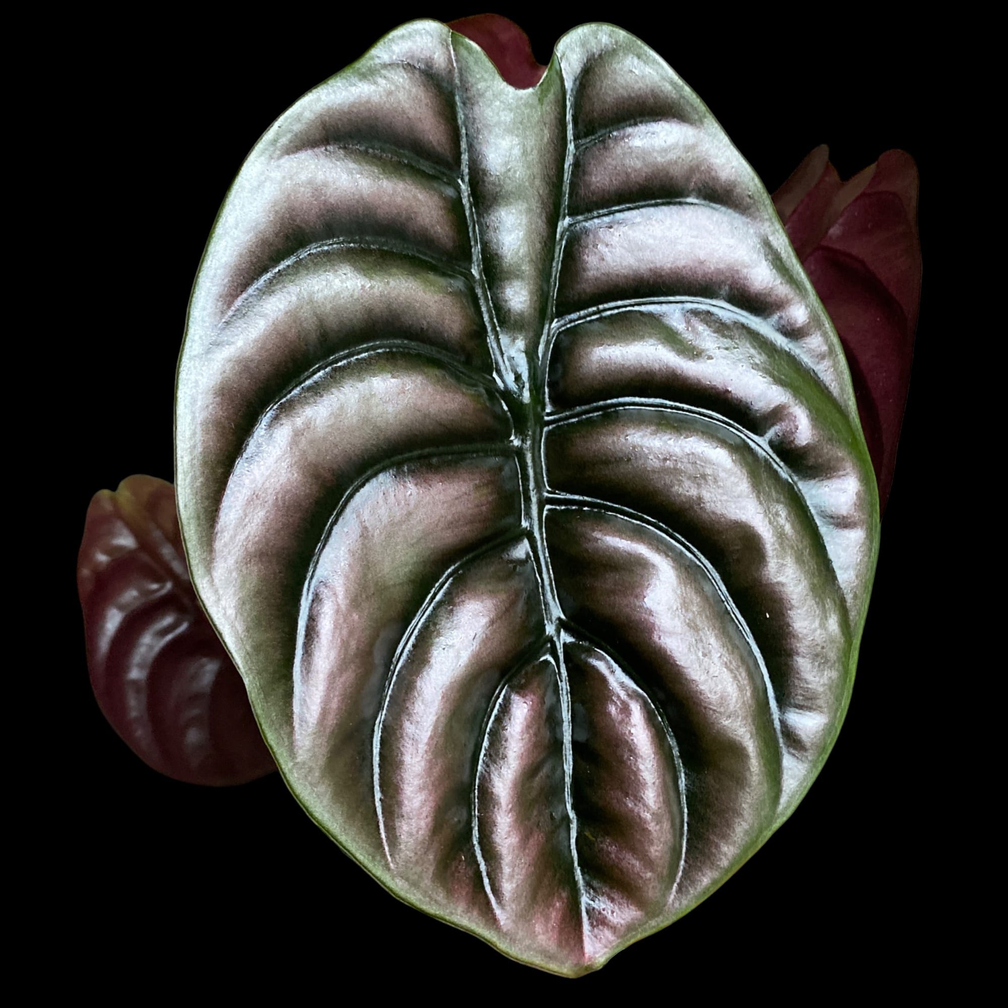 Alocasia cuprea 'Red Secret'