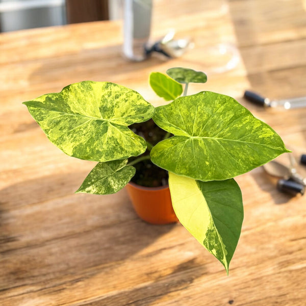 Alocasia gageana 'Aurea' (Yellow Variegation)