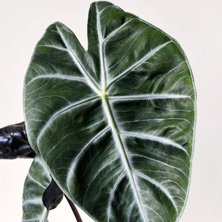 Alocasia lowii 'Morocco'