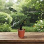 Alocasia macrorrhiza 'Black Stem'