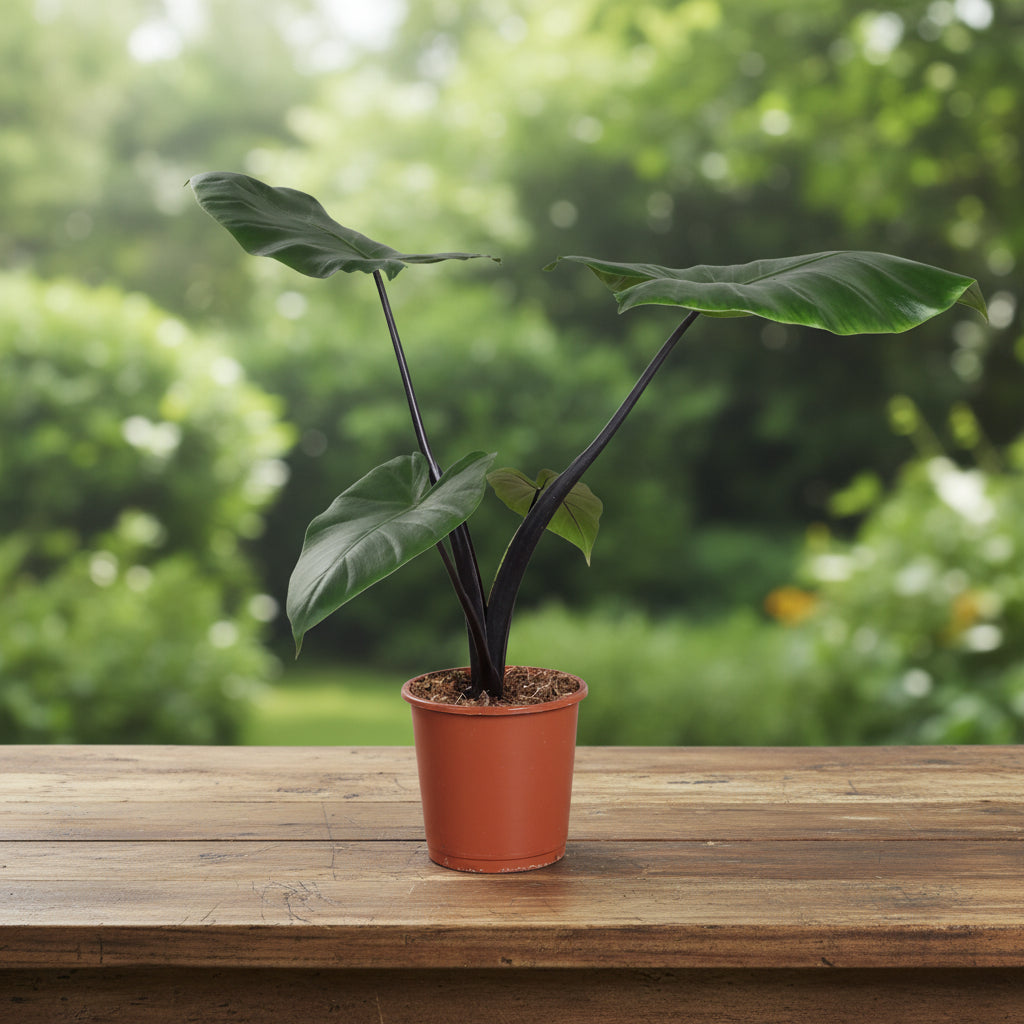 Alocasia macrorrhiza 'Black Stem'
