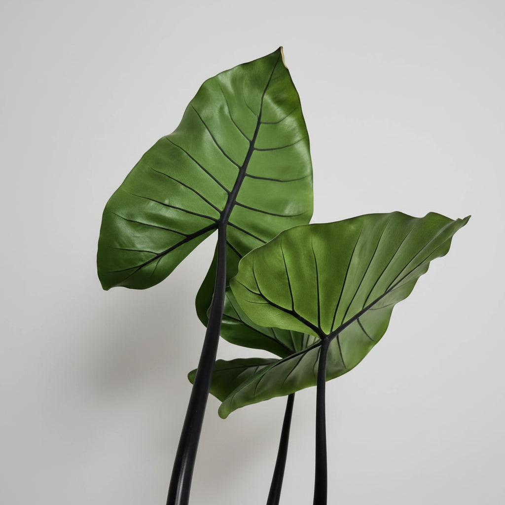 Alocasia macrorrhiza 'Black Stem' - frunze ginantice si tulpini negre