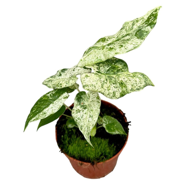 Alocasia macrorrhiza 'Splash' (Variegata)