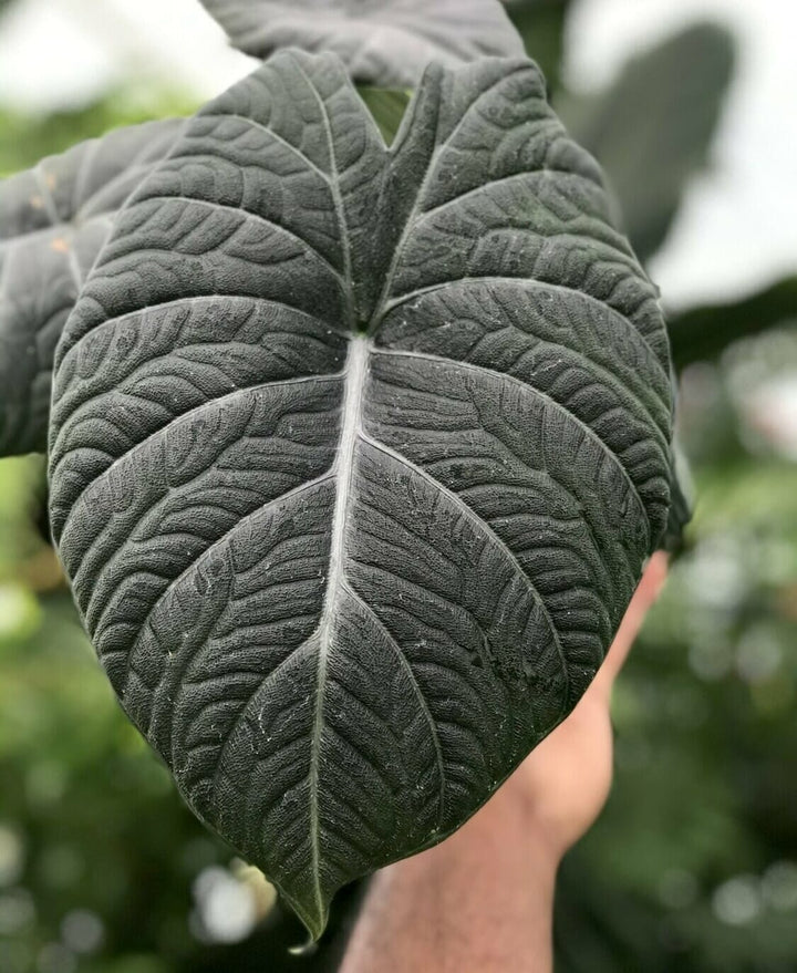 Alocasia Maharani (Grey Dragon)