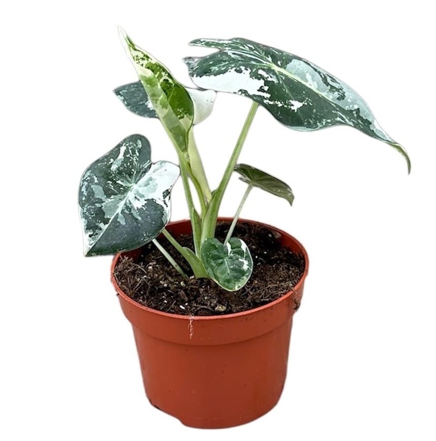 Alocasia micholitziana 'Frydek Variegata'