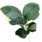 Xanthosoma sagittifolium 'Variegatum Monstrosum' (Alocasia 'Mickey Mouse')