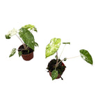 Alocasia odora 'Variegata-Batik'