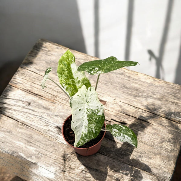 Alocasia odora 'Variegata-Batik'