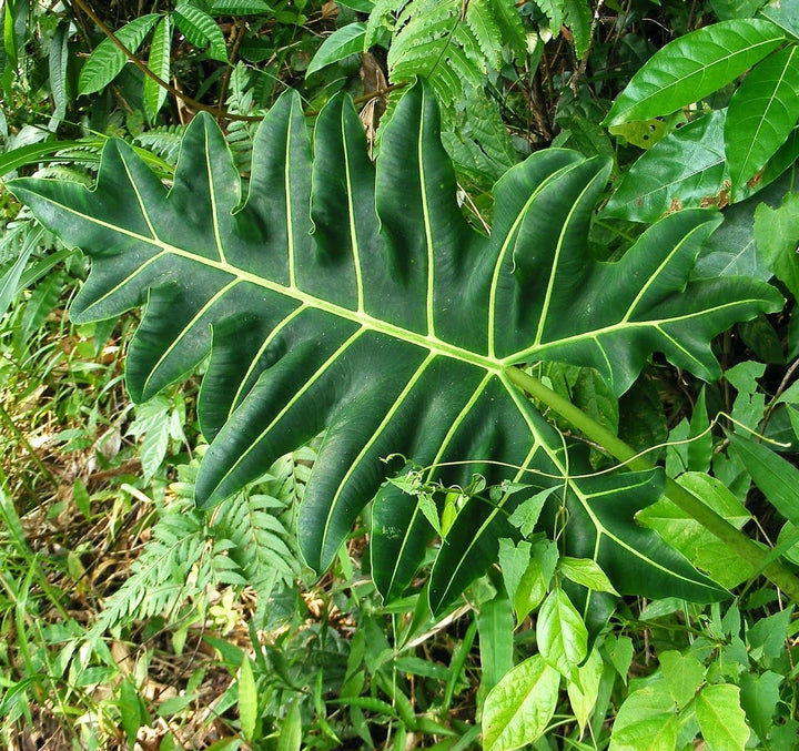 Alocasia portei 'Malaysian Monster'