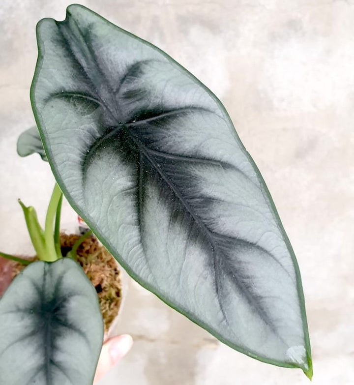 Alocasia reversa