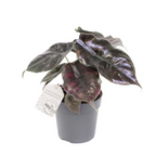 Alocasia azlanii 'Kameleon'