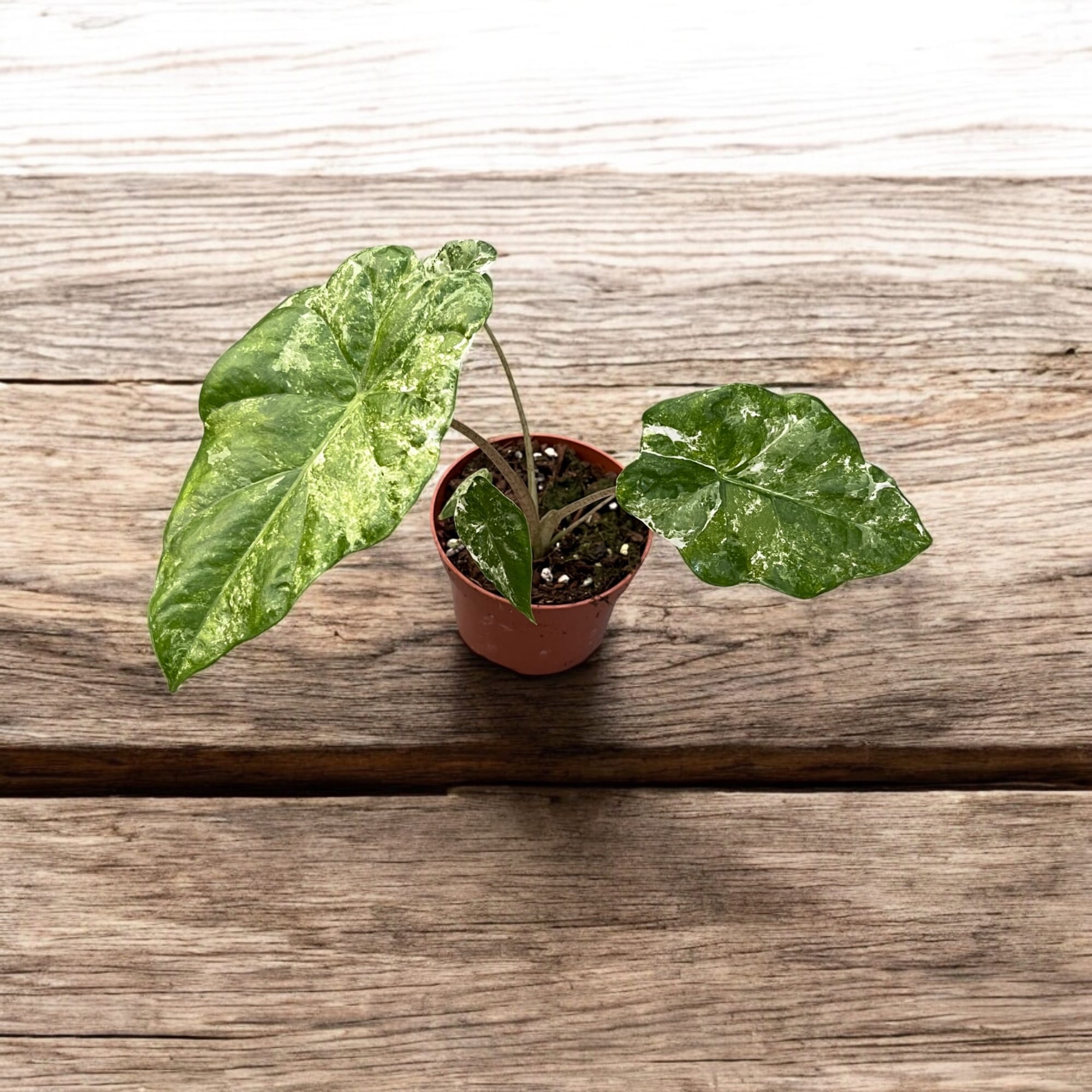 Alocasia odora 'Variegata-Batik'