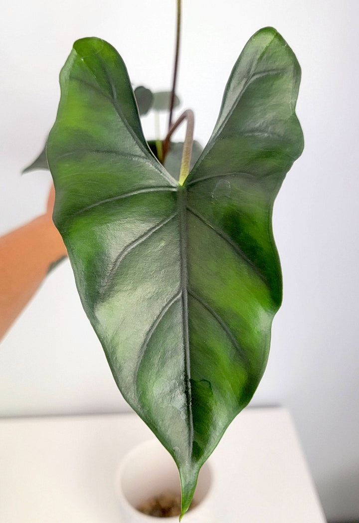 Alocasia princeps 'Purple Cloak'