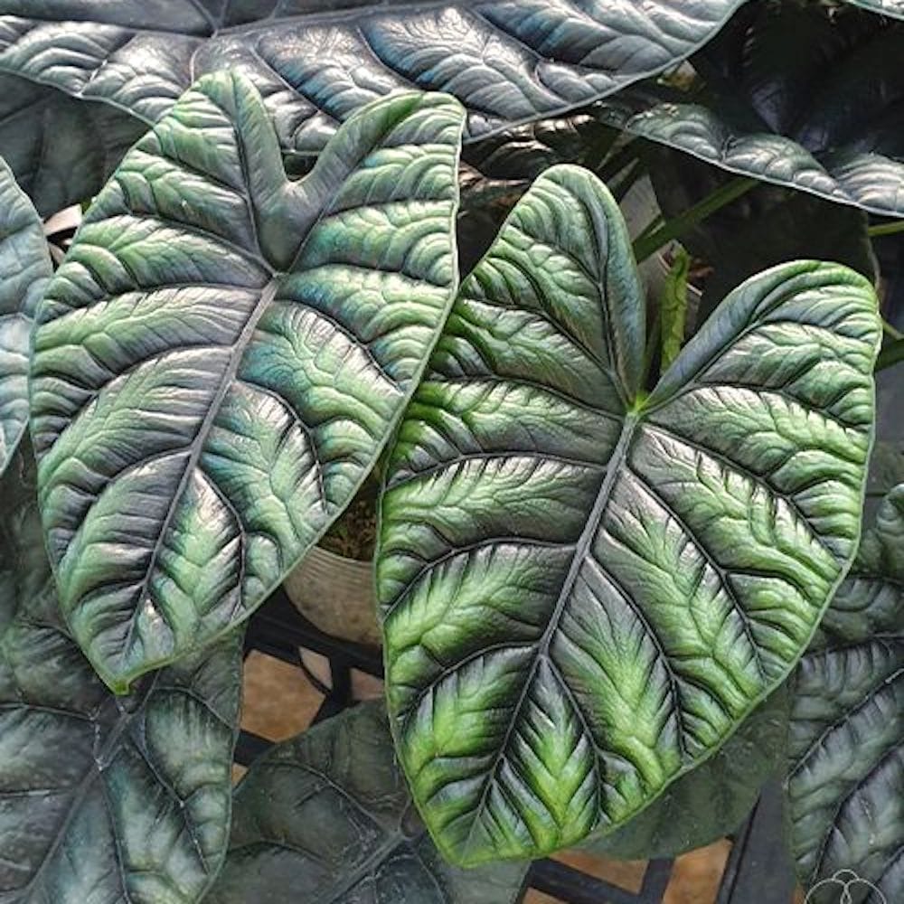 Alocasia sinuata (Quilted Dreams Alocasia)