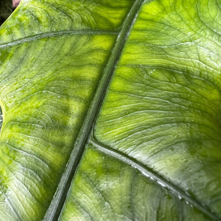 Alocasia sp. Sabrina