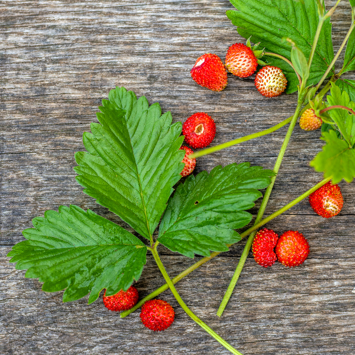 Fragute alpine - Fragaria vesca 'Alpen Rot'