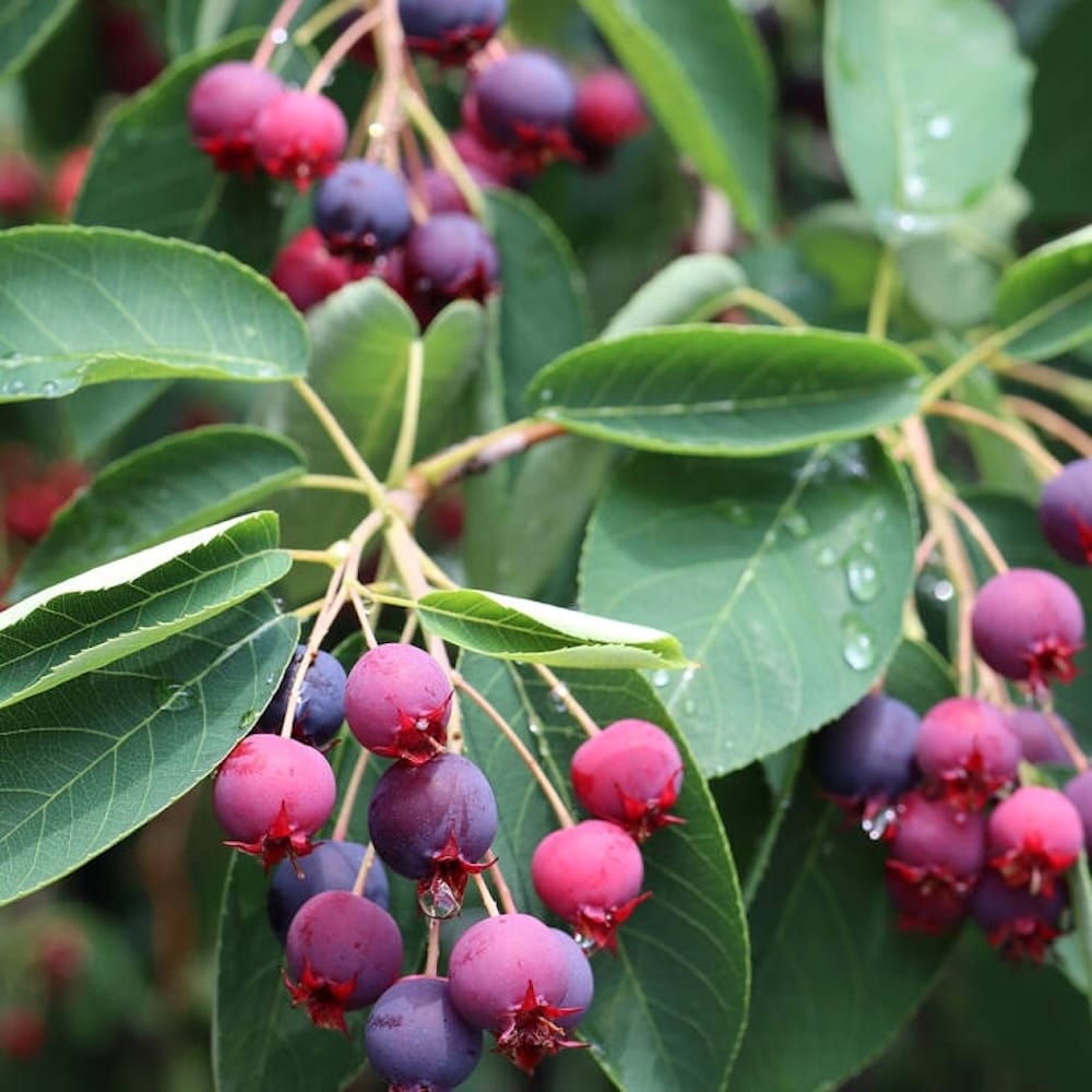 Amelanchier spicata