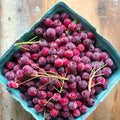 Amelanchier spicata