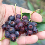 Amelanchier spicata