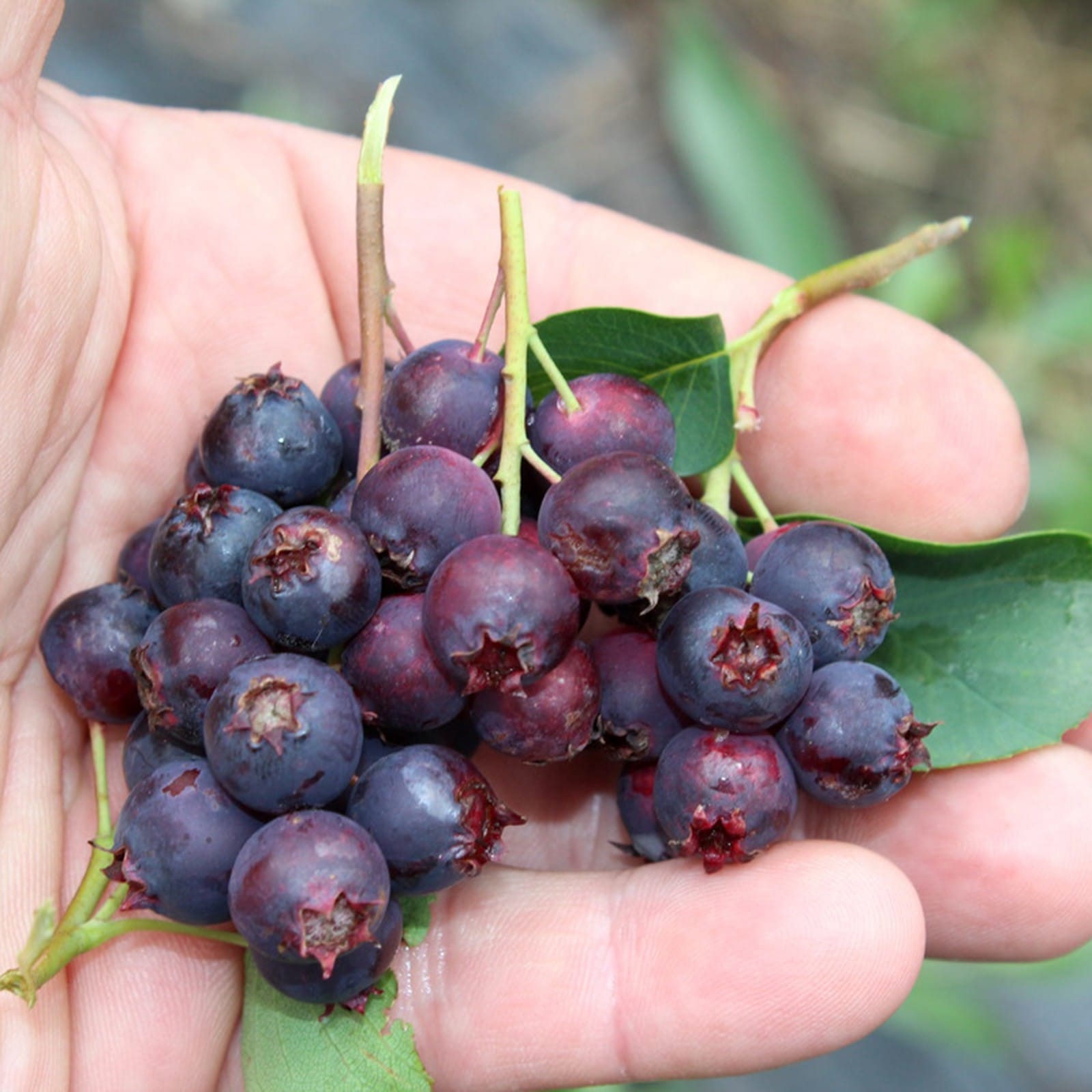 Amelanchier spicata