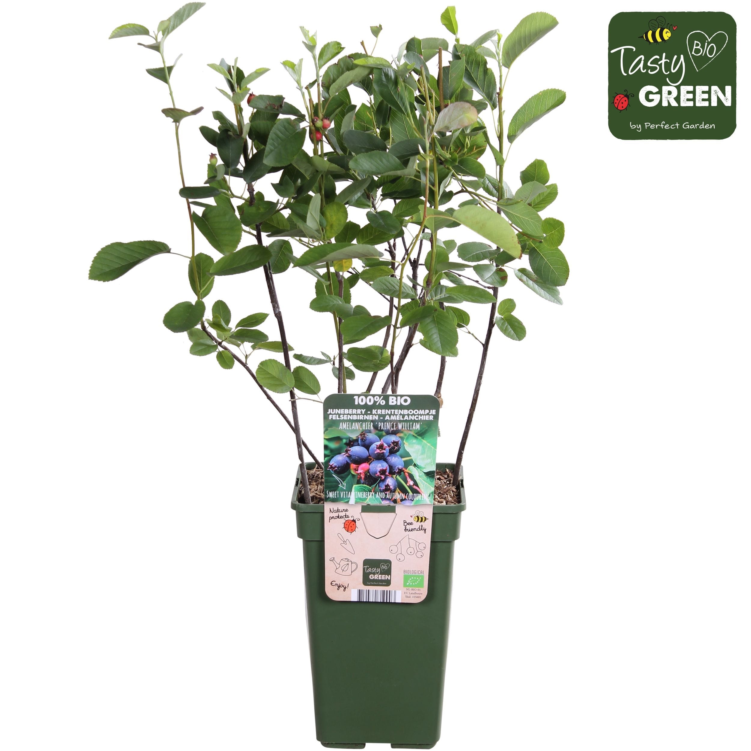 Amelanchier spicata