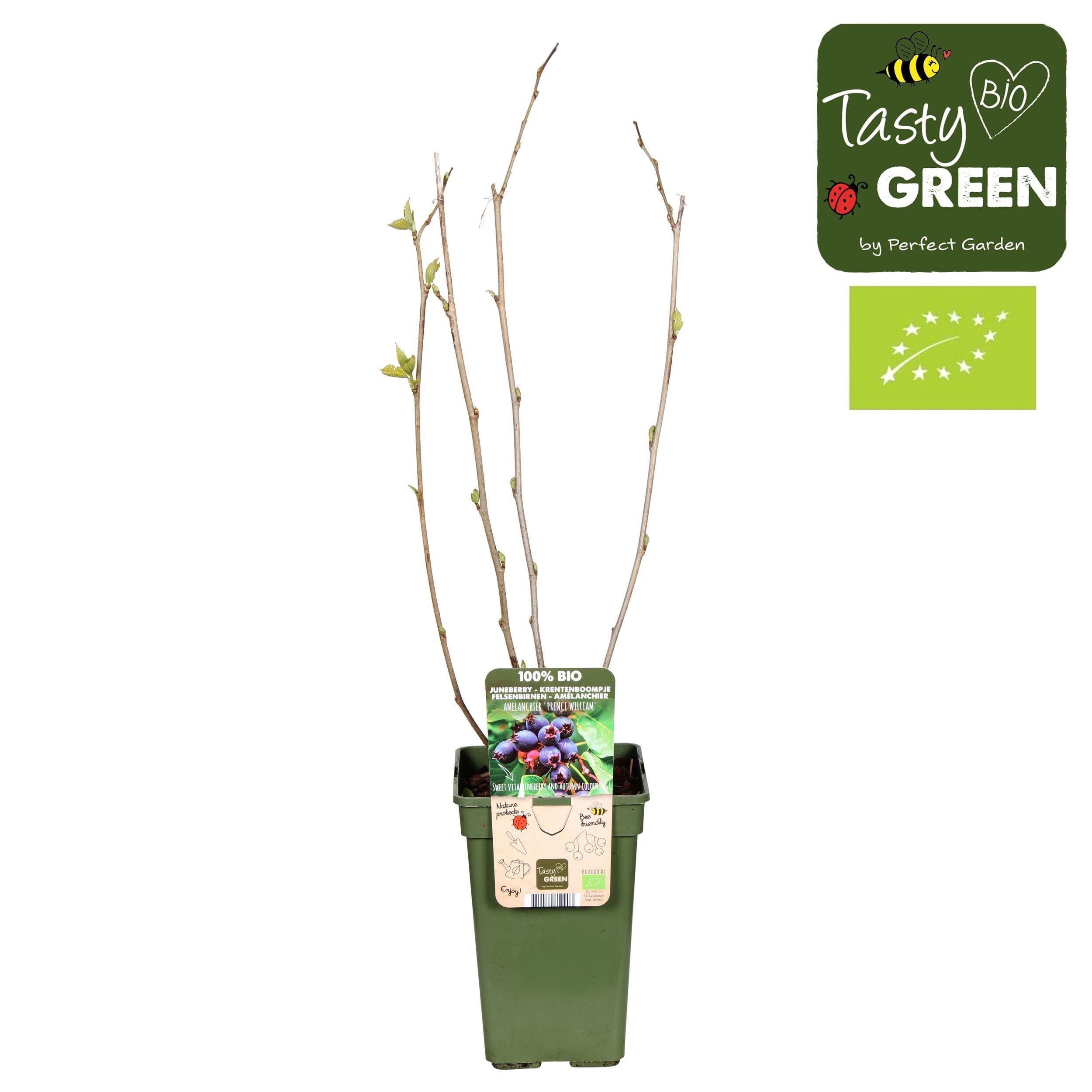 Amelanchier spicata