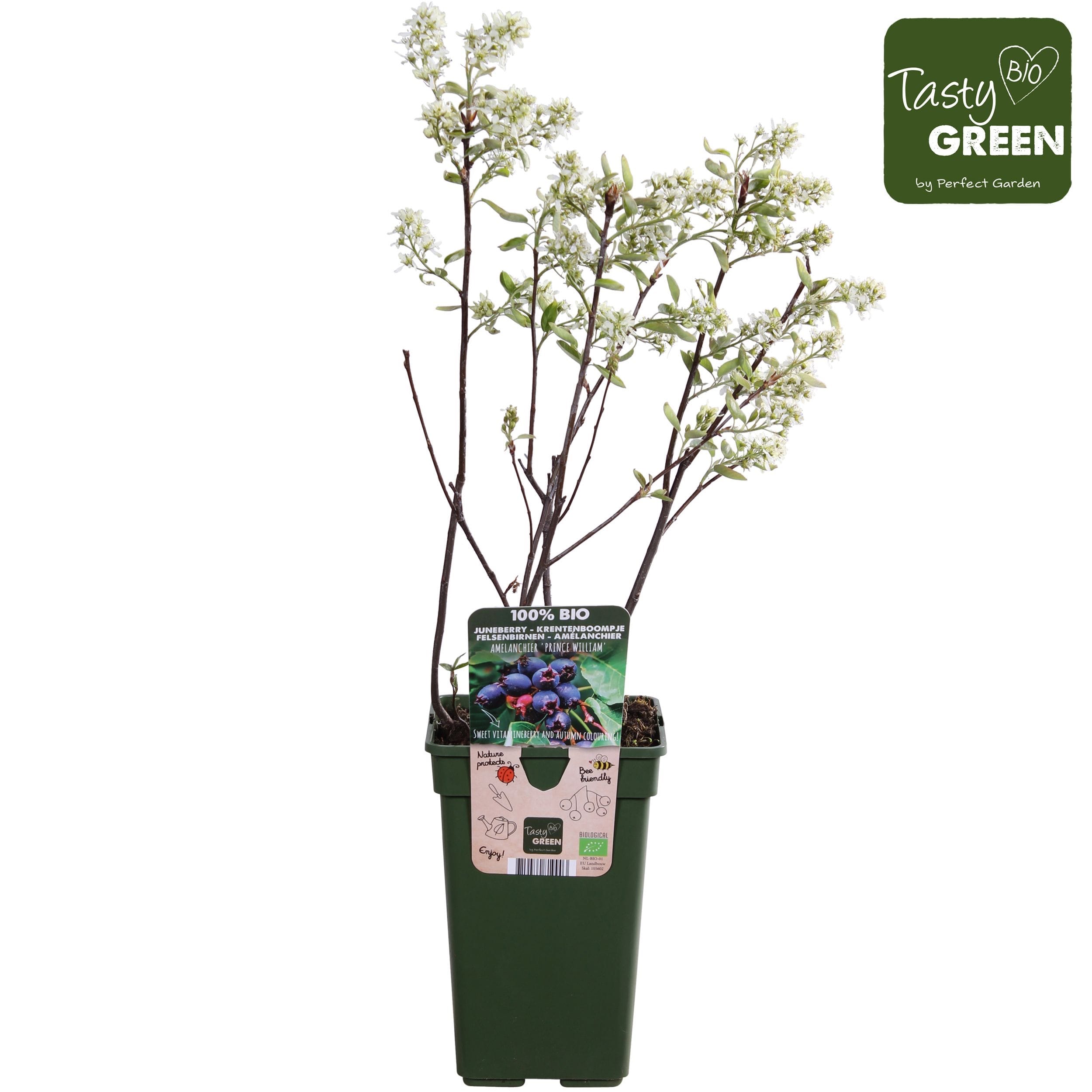 Amelanchier spicata