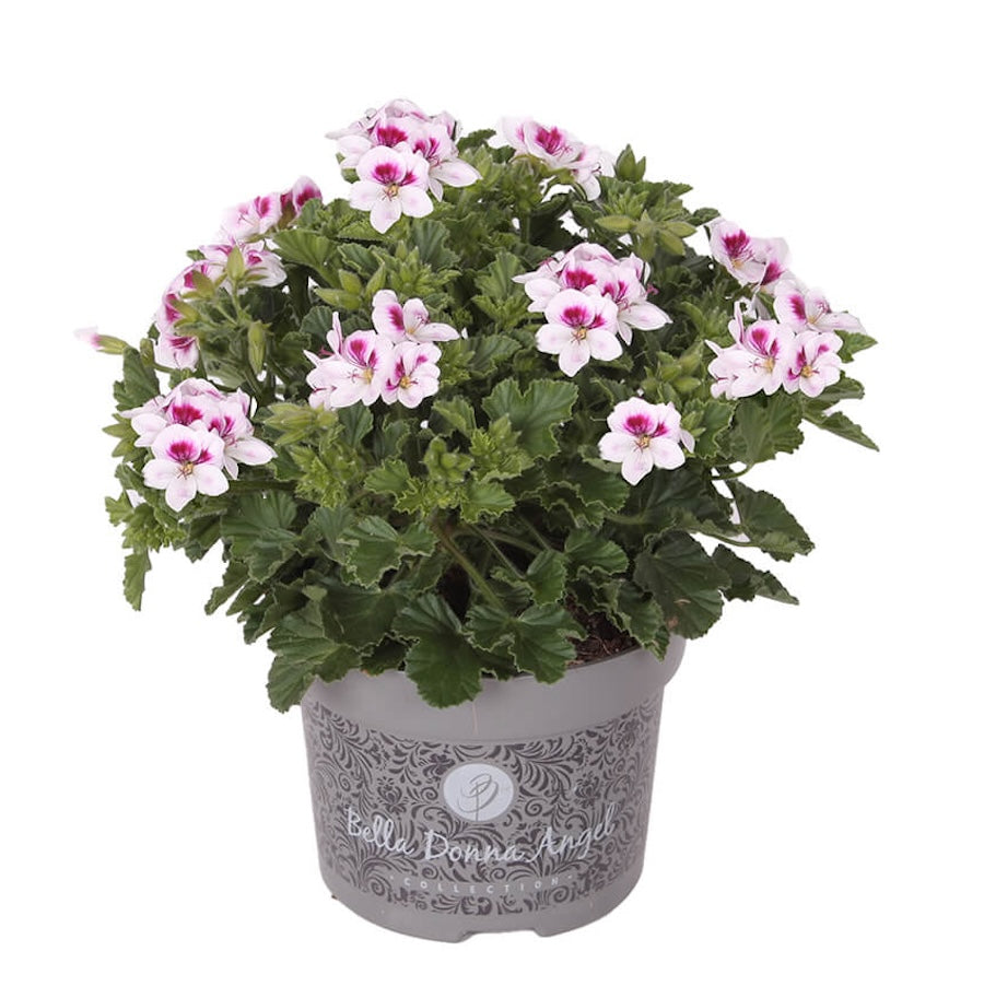 Muscate  - Pelargonium 'Angel Lisa'