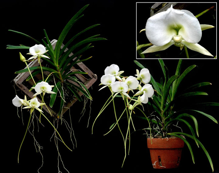 Angraecum Longiscott