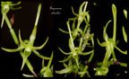 Angraecum calceolus - flori parfumate