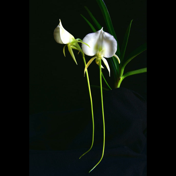 Angraecum Longiscott