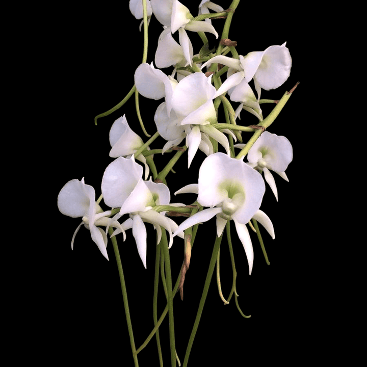 Angraecum Longiscott