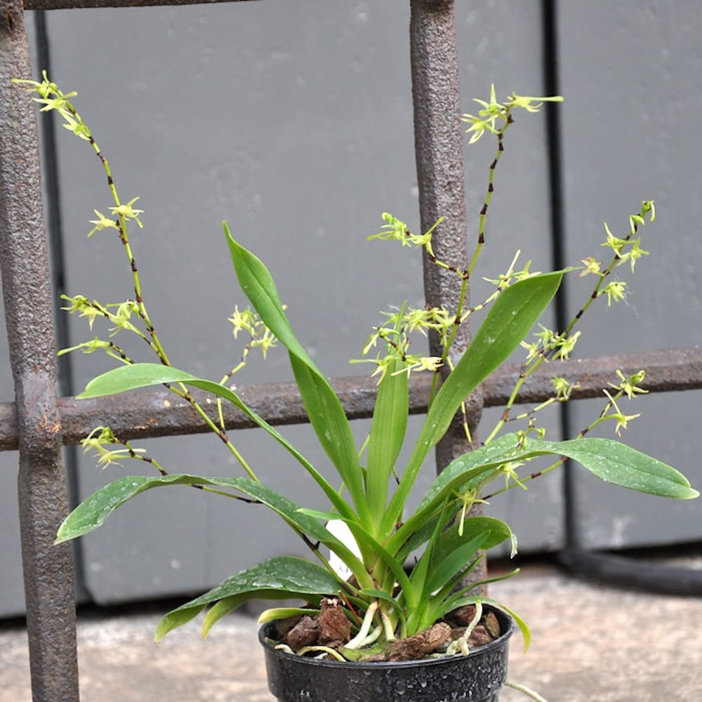 Angraecum calceolus - flori parfumate