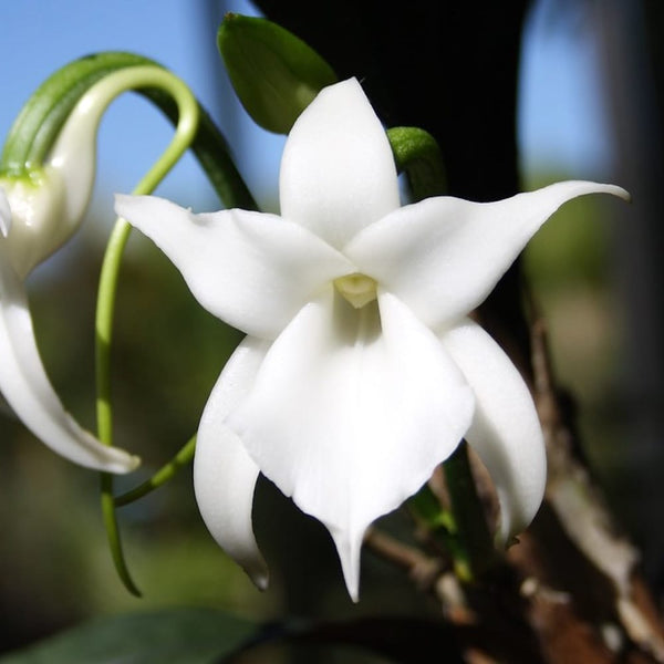 Angraecum magdalenae