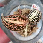 Anoectochilus siamensis 'White Center' (Jewel Orchid)