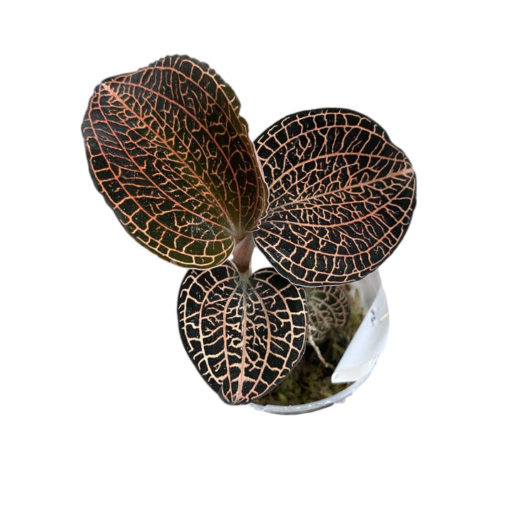 Anoectochilus roxburghii hayata 'Hong Sia' (Jewel Orchid)