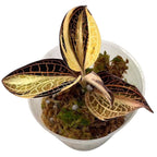 Anoectochilus albolineatus 'Variegata' (Peloric Jewel Orchid)