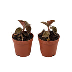 Anoectochilus roxburghii 'Red' (Firebird)