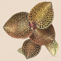 Anoectochilus roxburghii 'Gold Bar'
