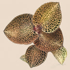 Anoectochilus roxburghii 'Gold Bar'