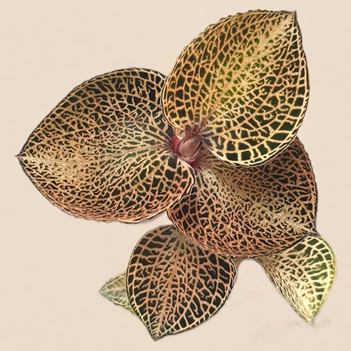 Anoectochilus roxburghii 'Gold Bar' - (Драгоценна орхидея) - бижу орхидея