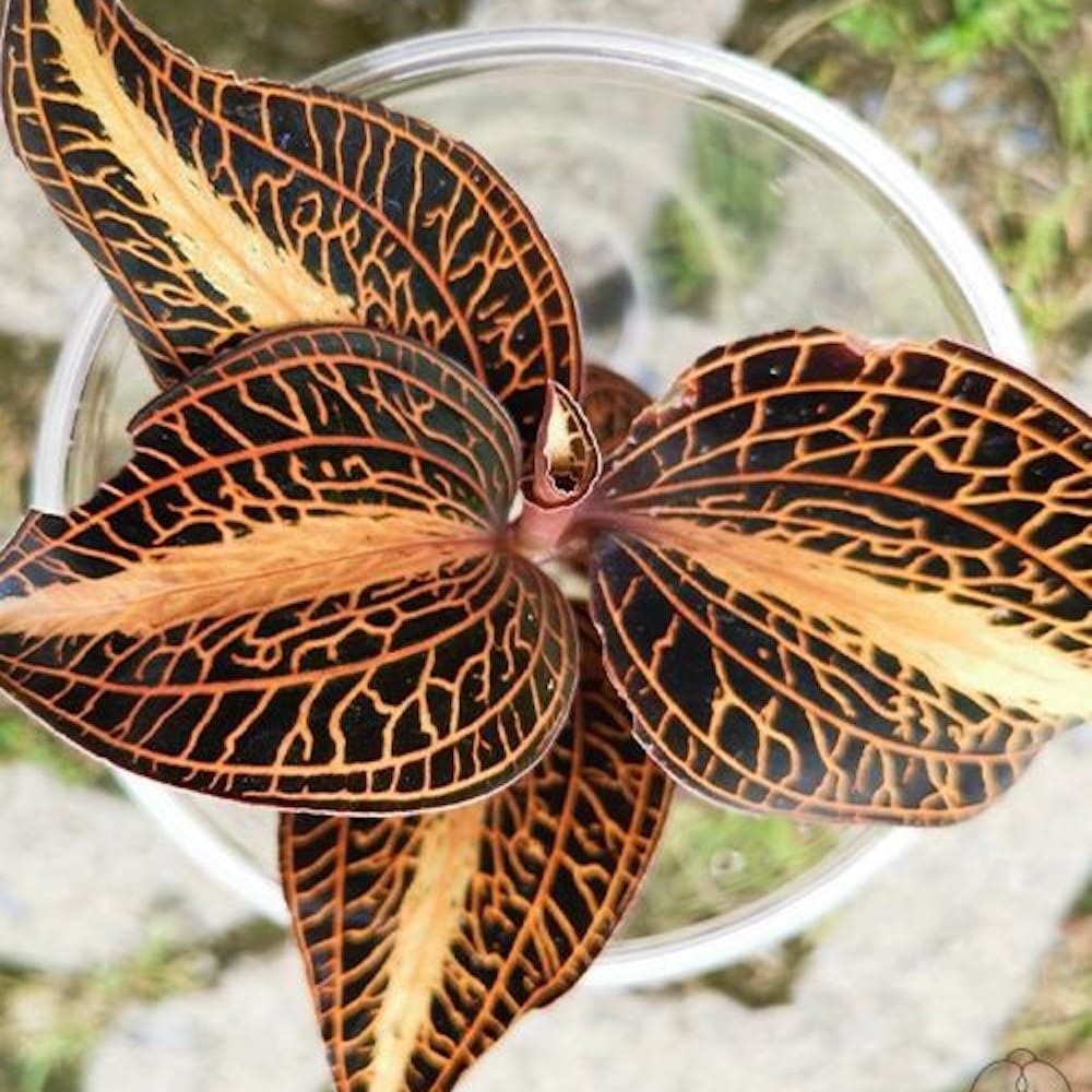 Anoectochilus roxburghii 'Golden Heart'