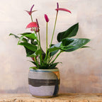 cirano anthurium Anthurium Cirano – Secret Garden Plant Shop