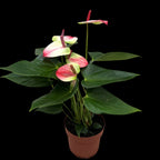 Anthurium 'Exota' - Flamingo cvet