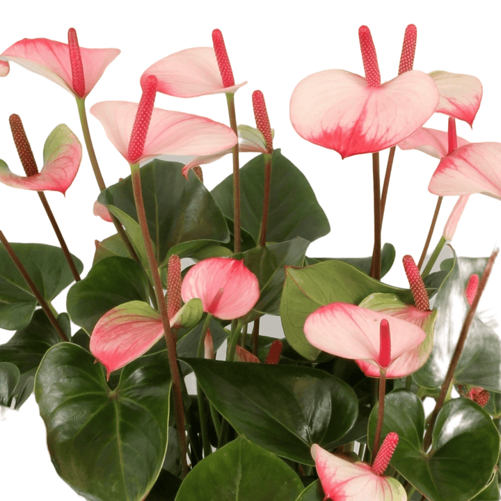 Anthurium Amalia Elegance