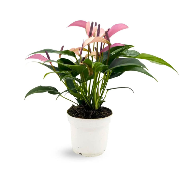 Anthurium Zizou