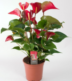 Anthurium Dynamite Rouge