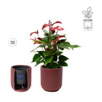 Anthurium Banderola Lava cu masca deco si sistem autoirigare