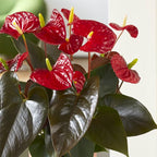 Anthurium Coral Champion